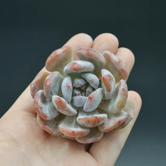 pasiora-echeveria-orange-monroe-steckling-indoor-sukkulente image 1
