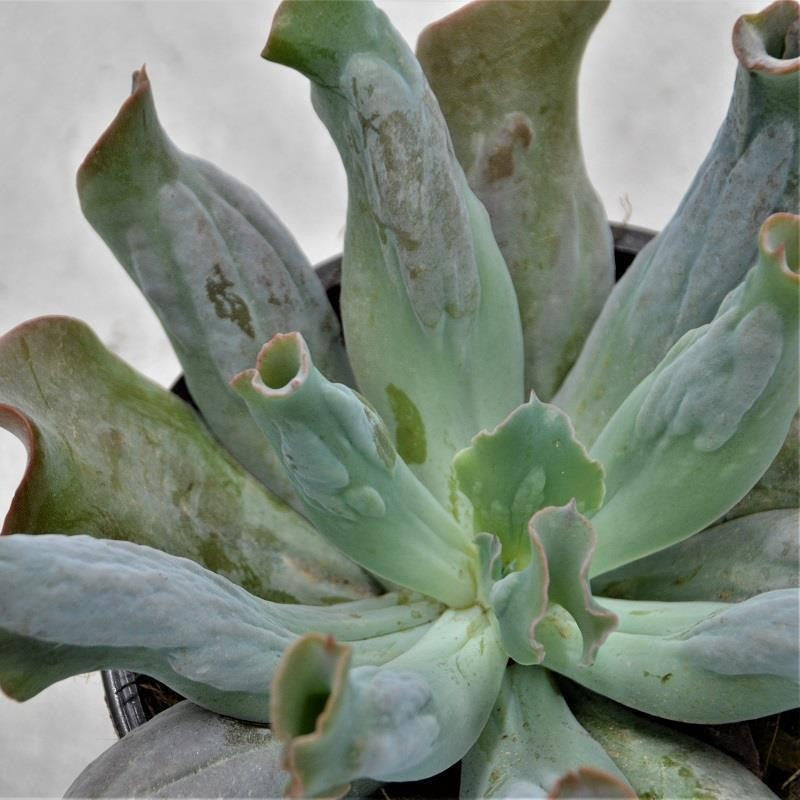 pasiora-echeveria-culibra-sukkulente-13-cm image 2