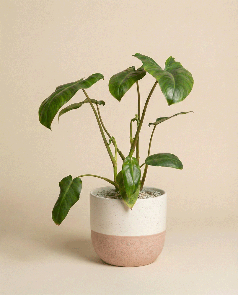 feey-philodendron-paraiso-verde-schweizer-zimmerpflanze image 4
