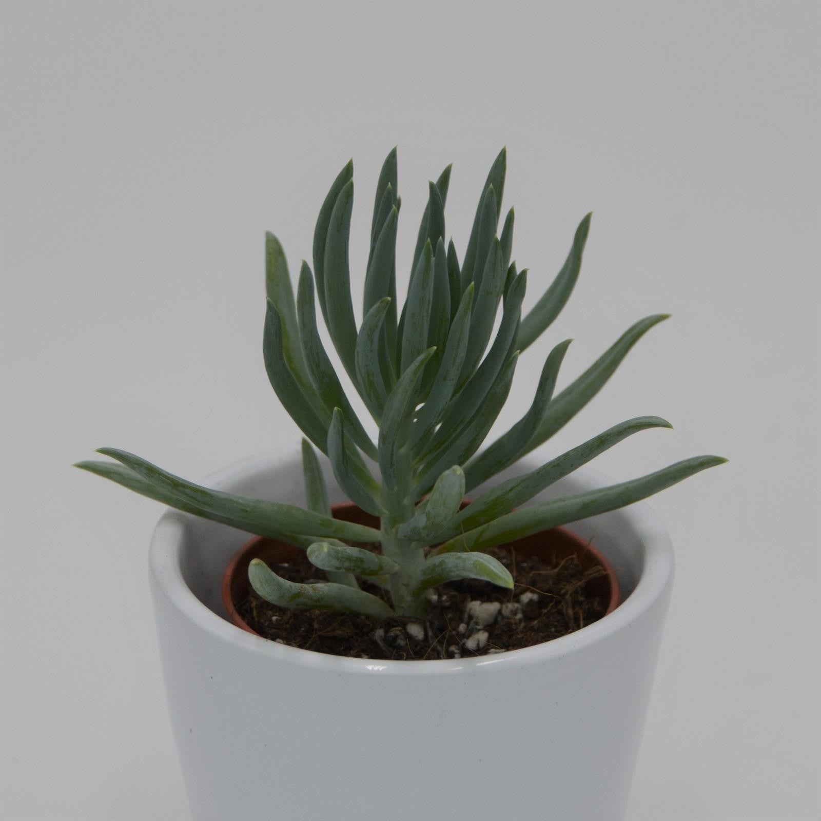 pasiora-senecio-serpens-v-minor-sukkulente-5-5cm-topf image 1