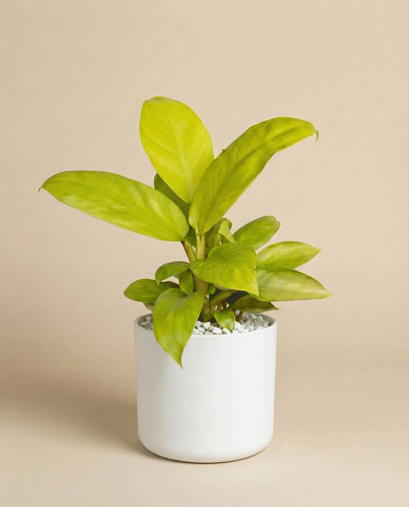 feey-philodendron-ceylon-gold-gelb-gr-ne-h-ngepflanze image 7