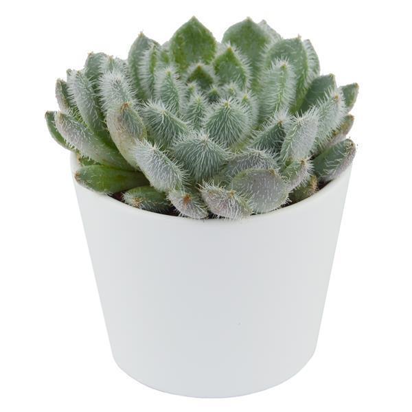 pasiora-echeveria-setosa-var-deminuta-sukkulente-5-5cm-topf image 3
