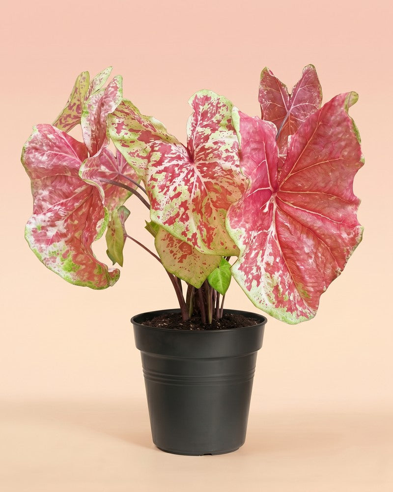 feey-caladium-raspberry-moon-gro-e-zimmerpflanze image 3