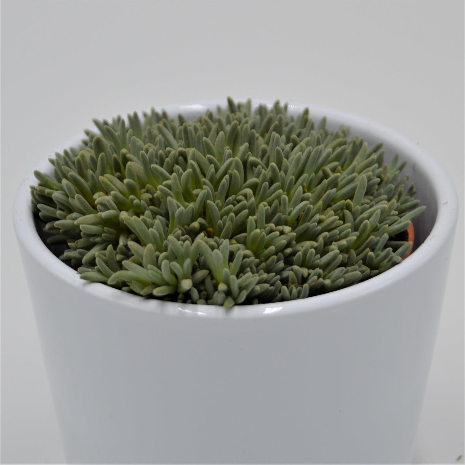 pasiora-delosperma-sphalmantoides-sukkulente-im-8-5cm-topf image 1