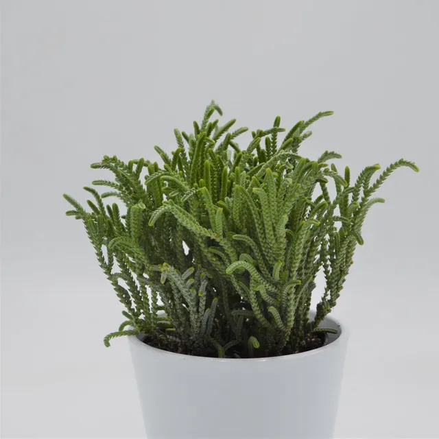 pasiora-crassula-lycopodioides-sukkulente-im-12cm-topf image 1