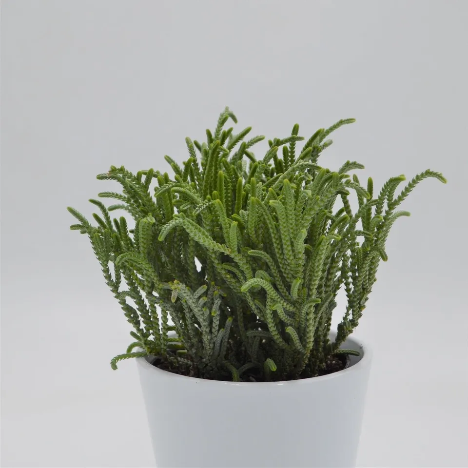pasiora-crassula-lycopodioides-sukkulente-im-12cm-topf image 1