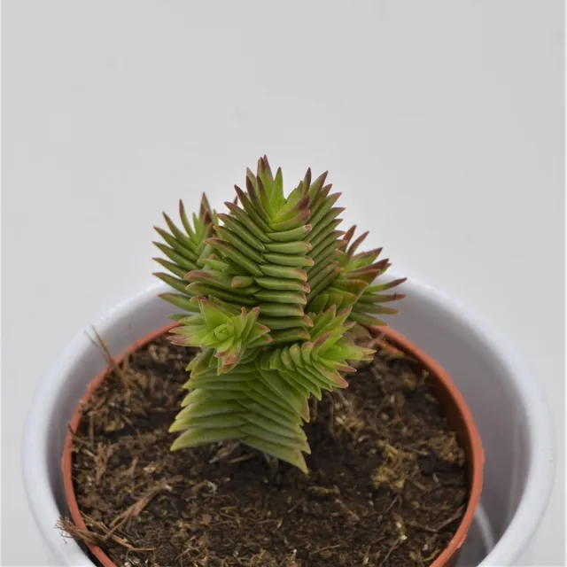 pasiora-crassula-hybrid-8-5cm-topf image 1