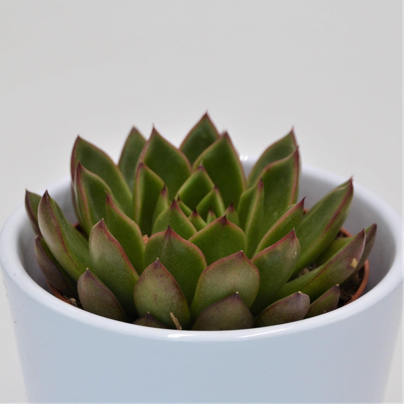 pasiora-echeveria-red-tip-sukkulente-8-5-cm image 1