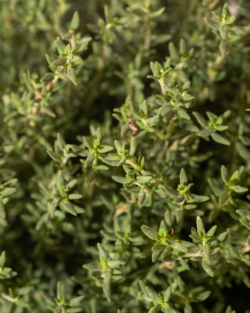 feey-echter-thymian-thymus-vulgaris-kr-uterpflanze image 8