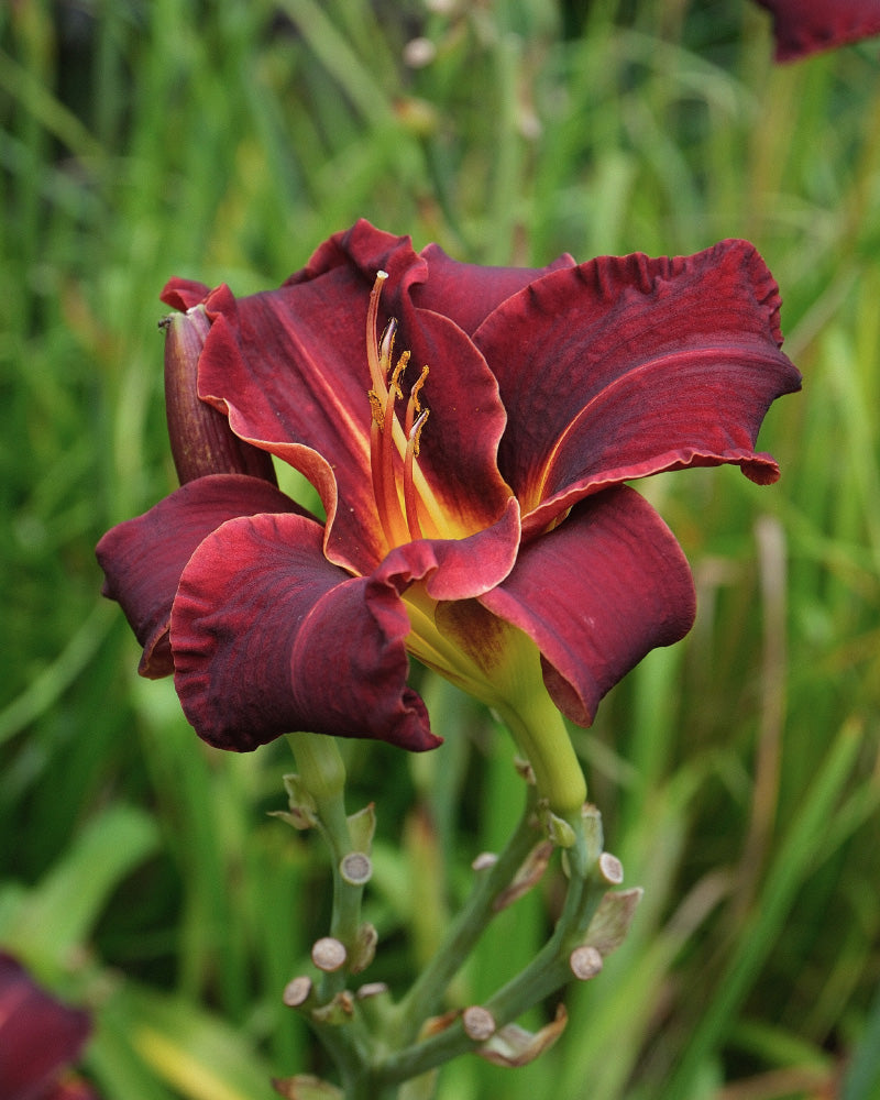 feey-hemerocallis-weinrot-taglilie-knollenpflanze-f-r-garten-und-k-bel image 2