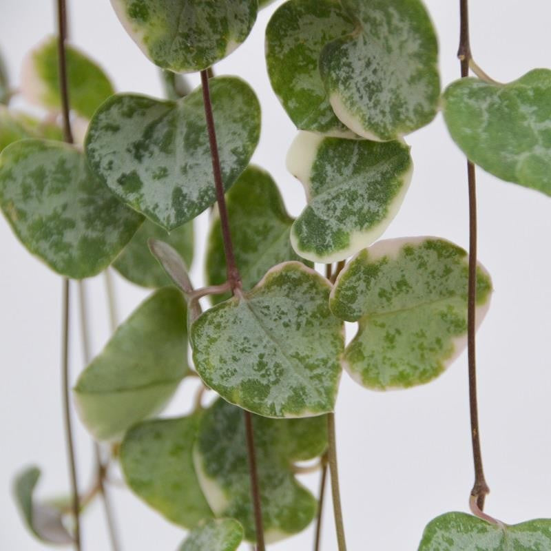 pasiora-ceropegia-woodii-f-variegata-h-ngepflanze-8-cm-topf image 2