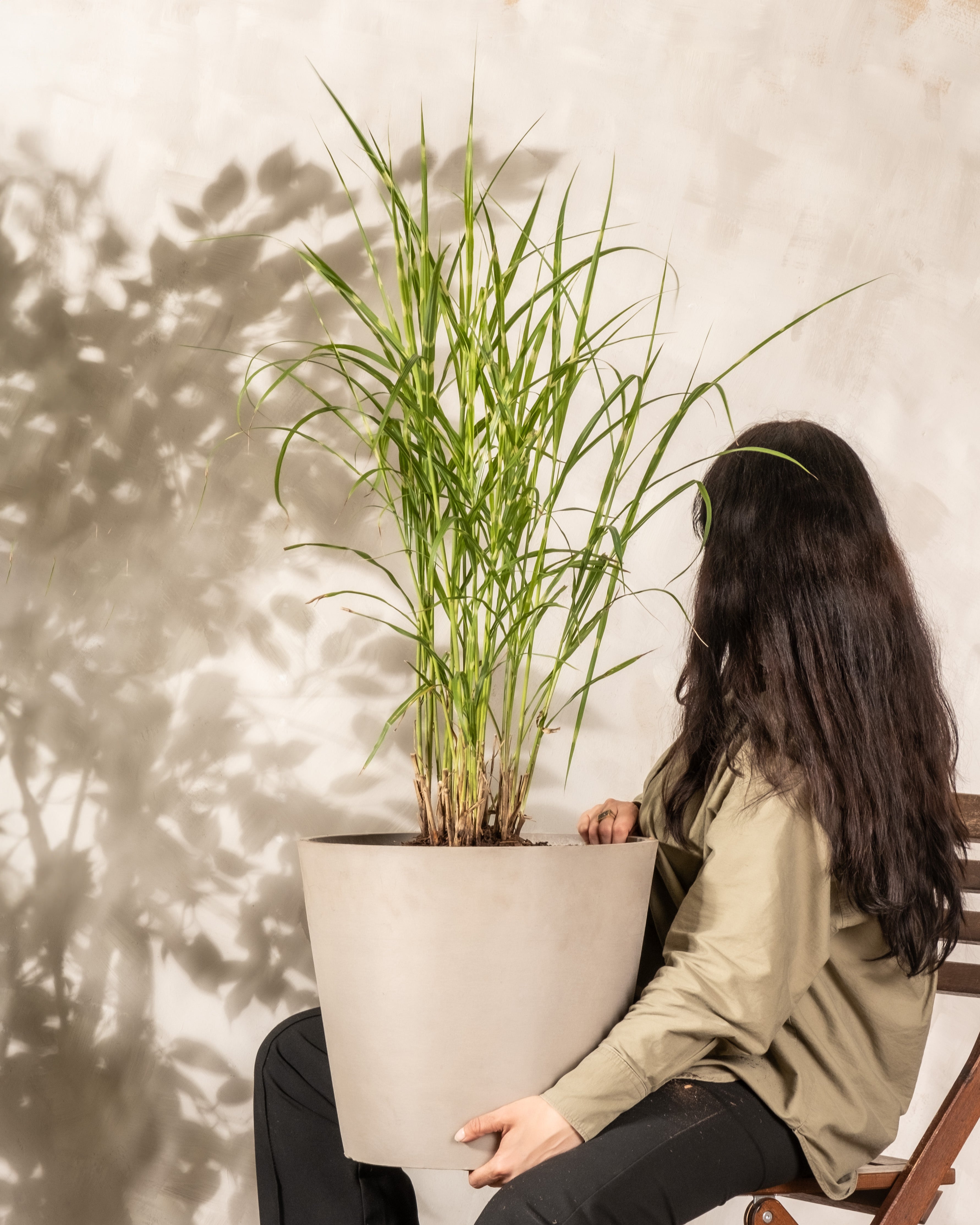 feey-miscanthus-sinensis-strictus-stachelschweingras-1-2-m image 1