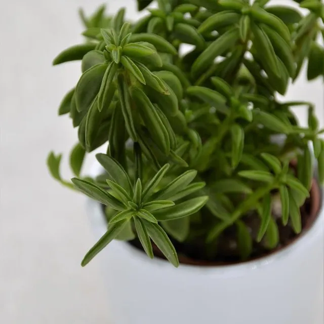 pasiora-peperomia-axillaris-sukkulente-5-5-cm-topf image 1