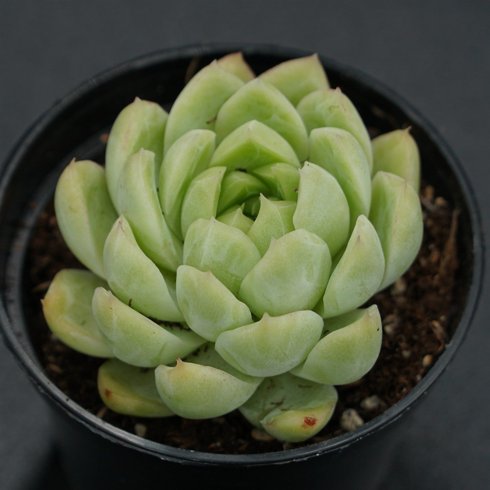 pasiora-echeveria-malgan-x-queen-rarit-t-einzelst-ck image 1