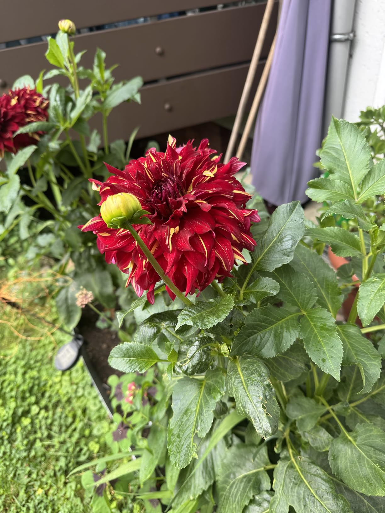 Wuchtig und gesund