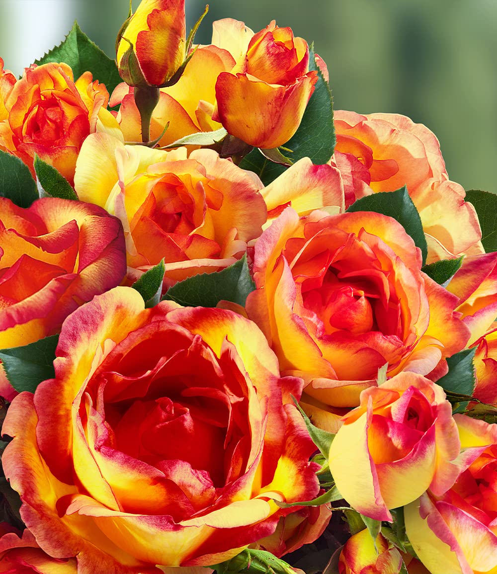baldur-garten-delbard-kletterrose-parure-d-or-wurzelnackt image 4