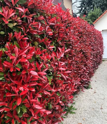 baldur-garten-photinia-red-robin-glanzmispel-9x9-cm-topf image 8