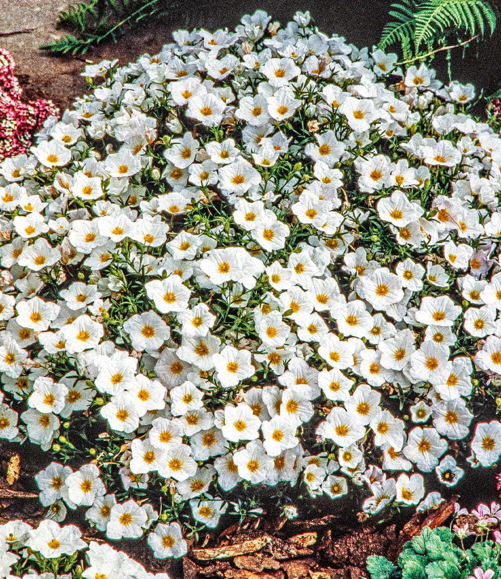 baldur-garten-bergsandblume-3x-bodendecker-im-9x9-cm-topf image 1