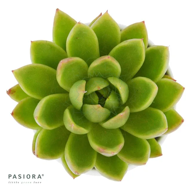 pasiora-echeveria-agavoides-miranda-sukkulente-6cm image 1