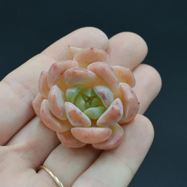 pasiora-echeveria-strawberry-milkshake-steckling image 1