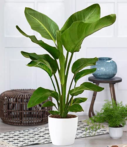 baldur-garten-baumstrelitzie-nicolai-zimmerpflanze-im-19-cm-topf-ca-90-cm image 7