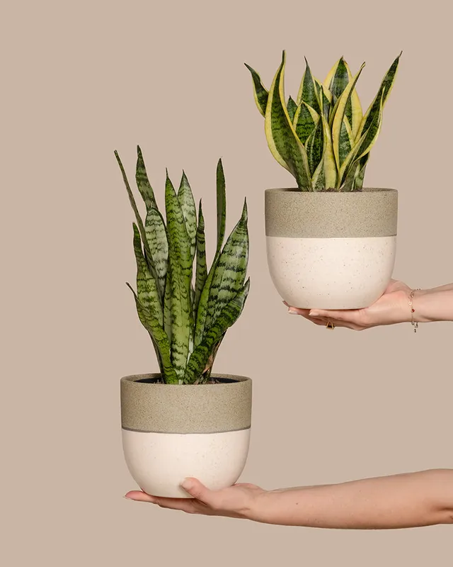 feey-unzerst-rbares-duo-2x-schwiegermutterzunge-sansevieria-trifasciata image 1