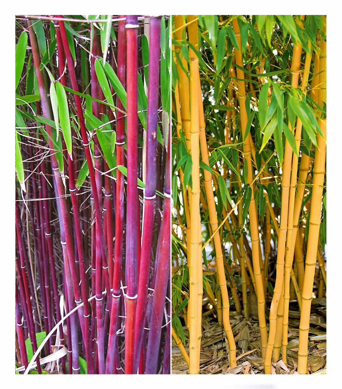 baldur-garten-winterharte-bambus-hecke-fargesia-murielae-simba-10er-set-9x9-cm-t image 5