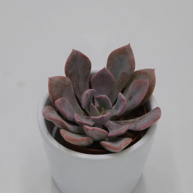 pasiora-x-graptoveria-debbie-sukkulente-5-5cm-topf image 1