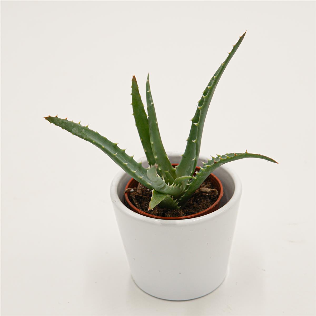 pasiora-aloe-arborescens-5-5-cm-topf image 1