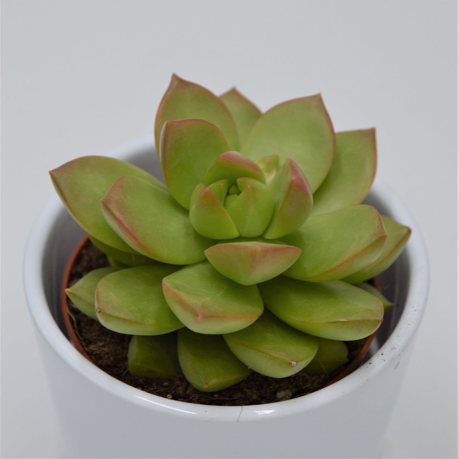 pasiora-sedum-adolphii-sukkulente-8-5cm-topf image 1