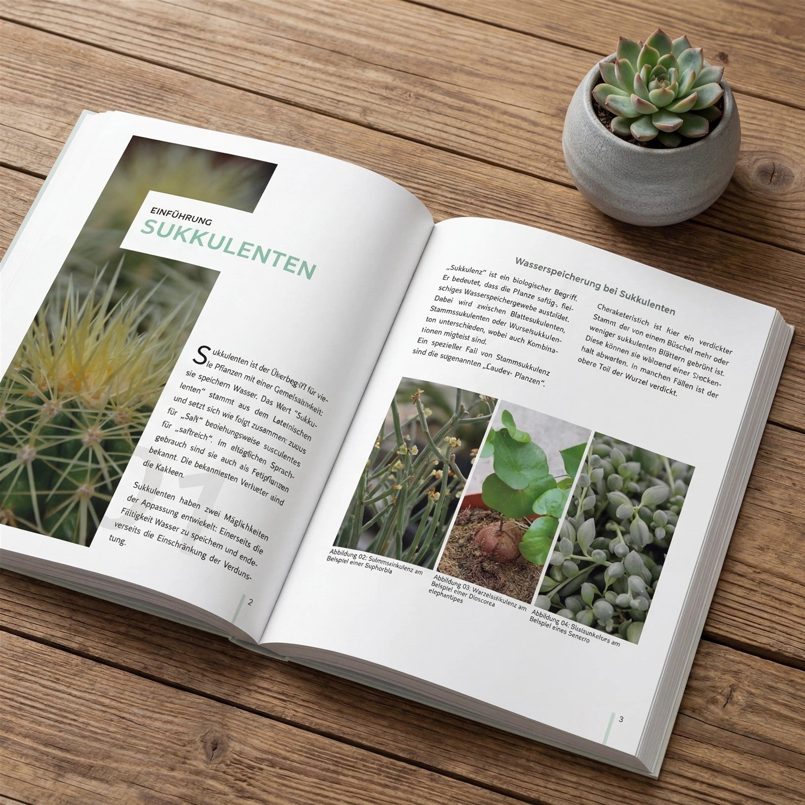 pasiora-sukkulenten-richtig-gie-en-60-seiten-guide-ebook image 2