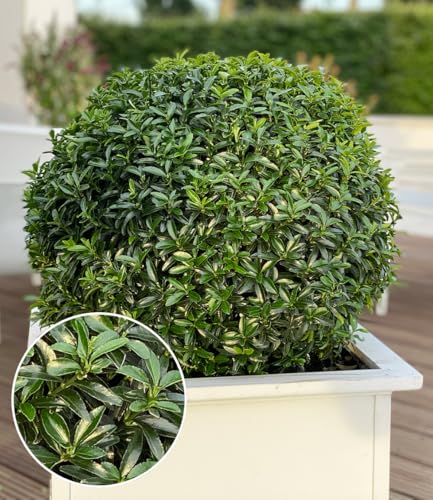 baldur-garten-euonymus-green-empire-pflanze-im-9x9cm-topf image 5