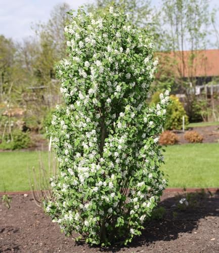 baldur-garten-felsenbirne-amelanchier-obelisk-s-ulen-obstpflanze-im-3-liter-topf image 4