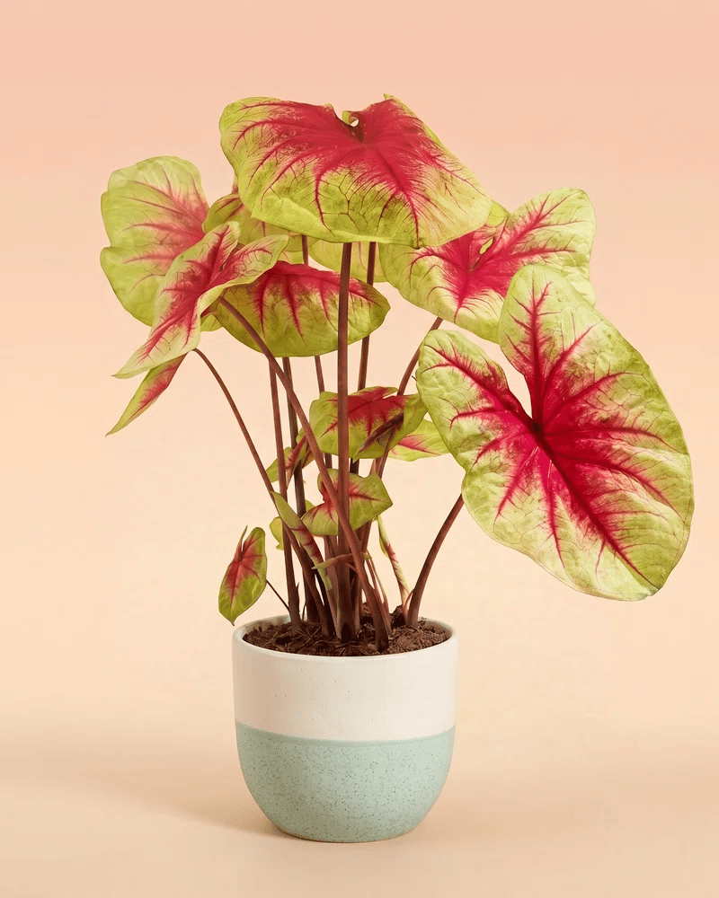 feey-caladium-lemon-blush-gro-e-zimmerpflanze-bunt image 5