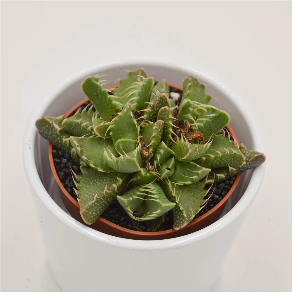 pasiora-faucaria-monster-sukkulente-8-5-cm-topf image 1