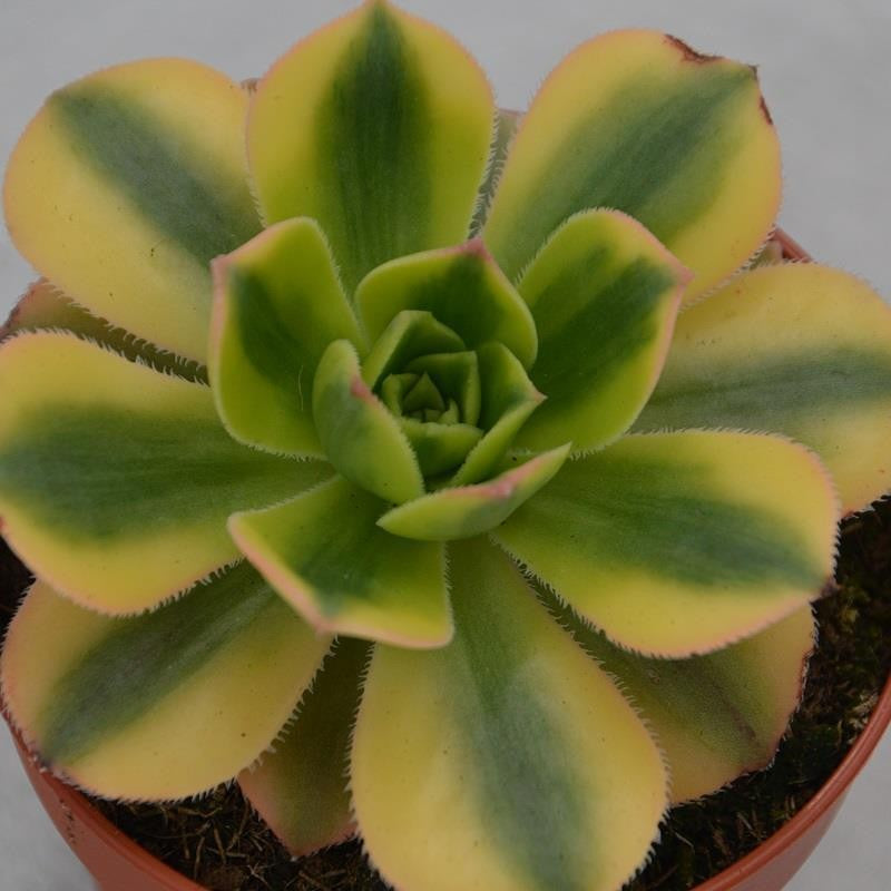 pasiora-aeonium-decorum-sunburst-sukkulente-8-5-cm-topf image 1