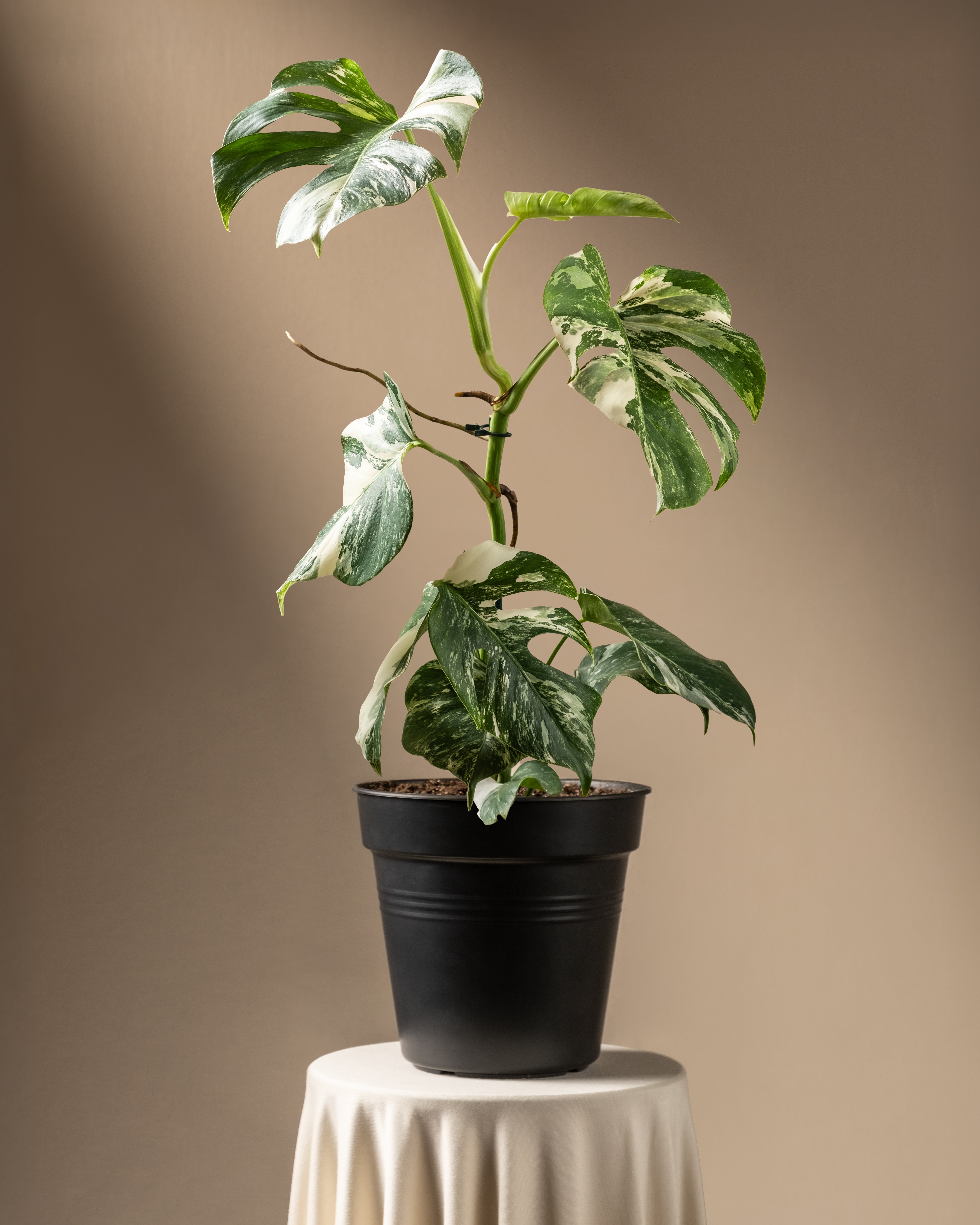 feey-monstera-deliciosa-variegata-fensterblatt-rarit-t image 3