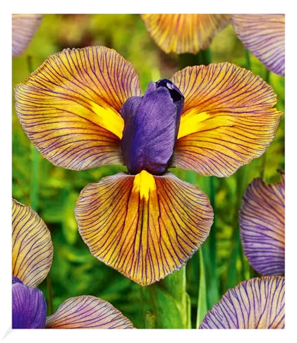 baldur-garten-12x-iris-eye-of-the-tiger-blumenzwiebeln-gr-e-i image 4