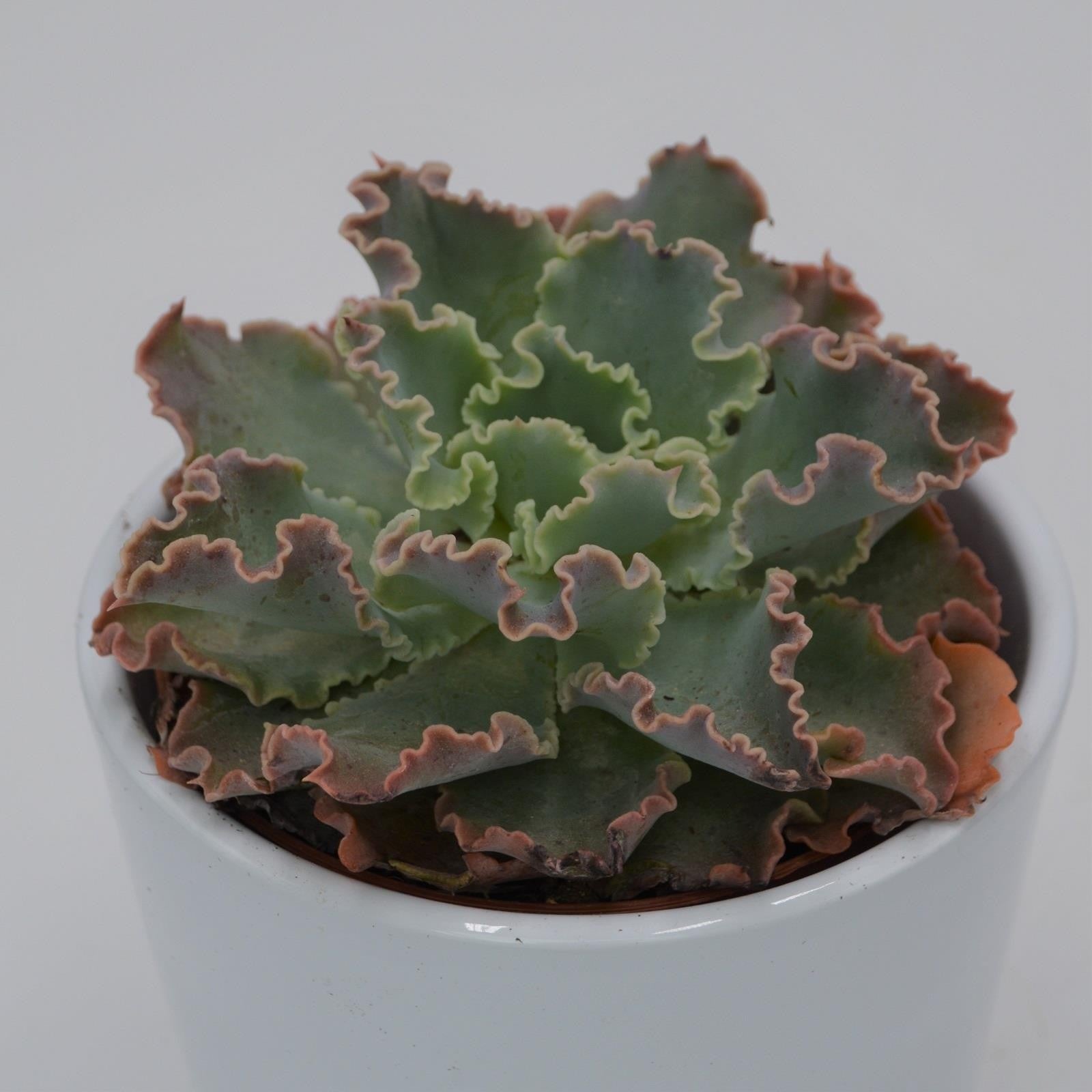 pasiora-echeveria-shaviana-curly-locks-sukkulente-8-5cm-topf image 1