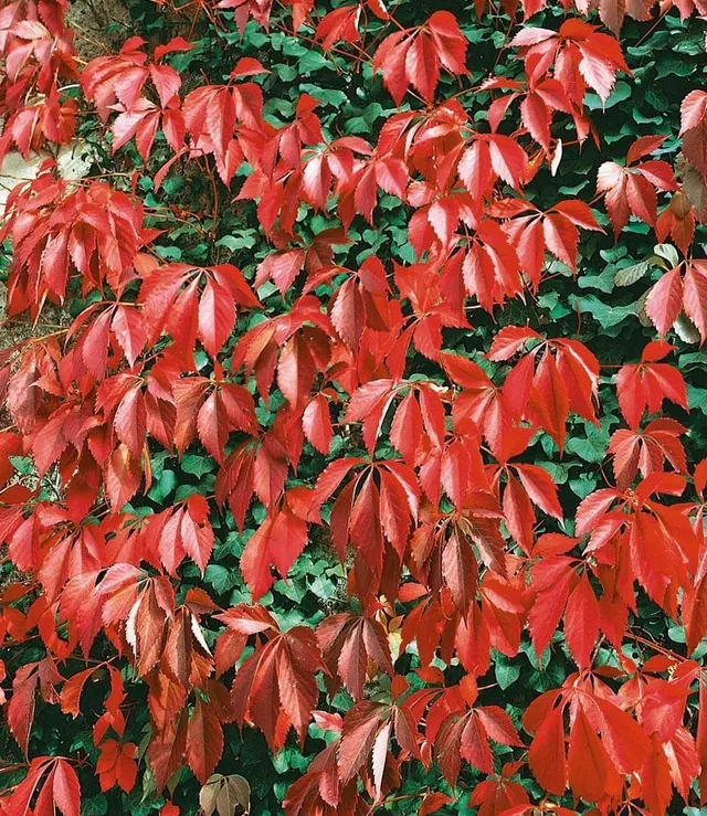 baldur-garten-wilder-wein-quinquefolia-9x9-cm-topf image 1