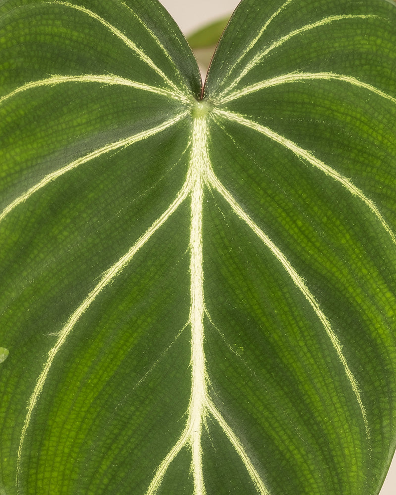 feey-philodendron-gloriosum-zimmerpflanze-mit-samtbl-ttern image 2