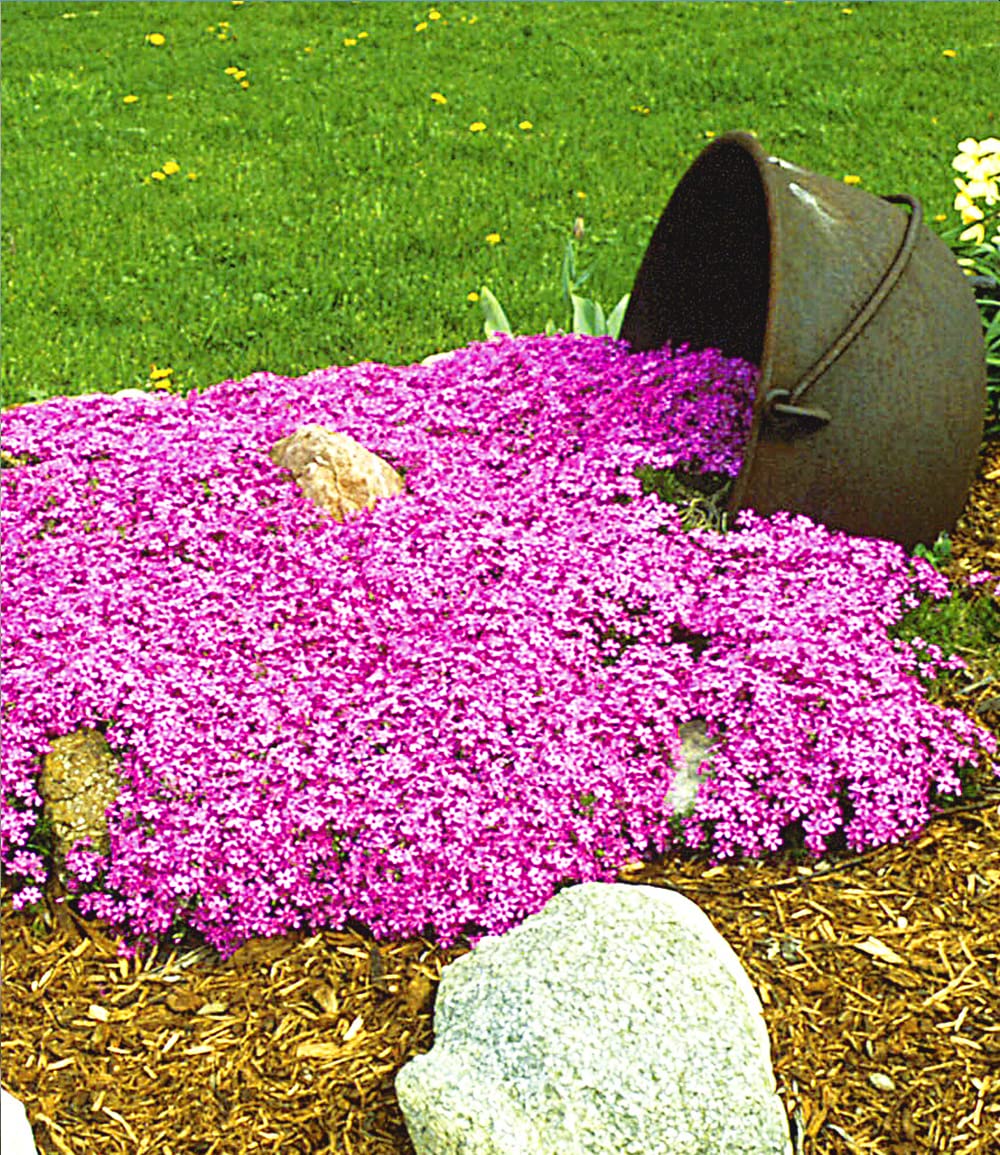 baldur-garten-roter-teppich-phlox-3x-stauden-im-9x9-cm-topf image 8