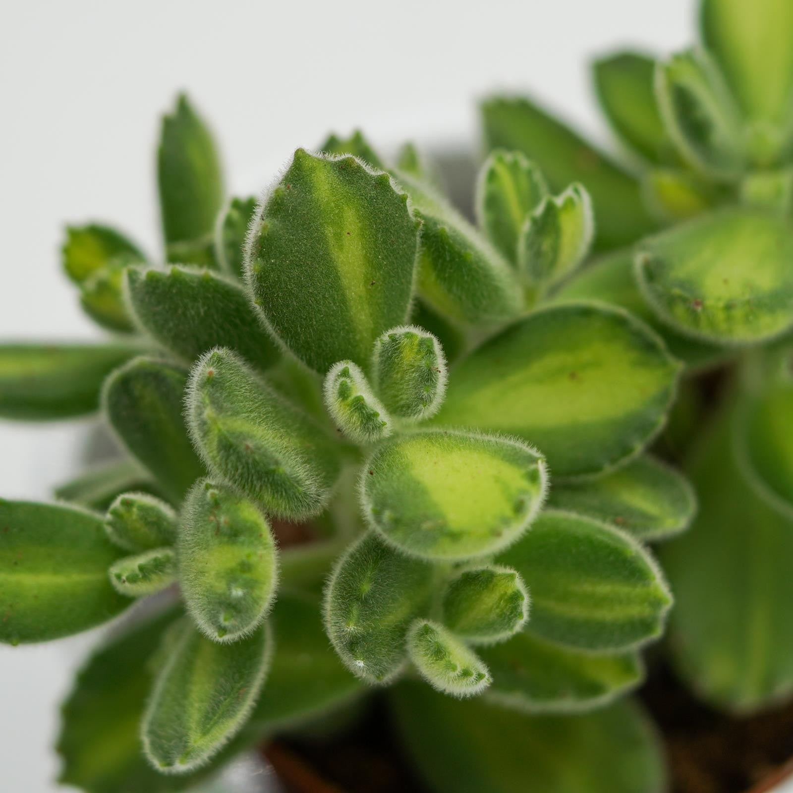 pasiora-cotyledon-tomentosa-lemon-stripe-sukkulente-8-5cm image 3