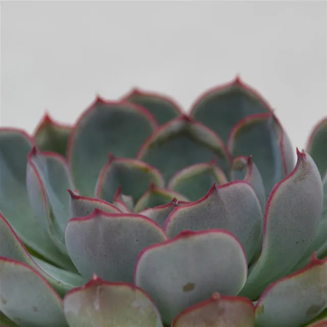 pasiora-echeveria-hercules-echeverie-8-5cm-topf image 1