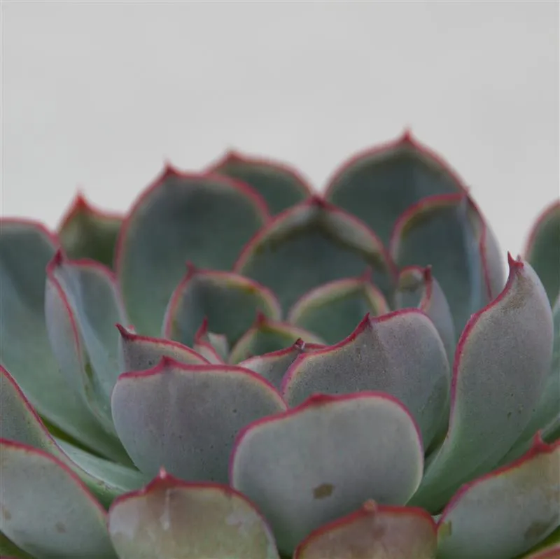 pasiora-echeveria-hercules-echeverie-8-5cm-topf image 1