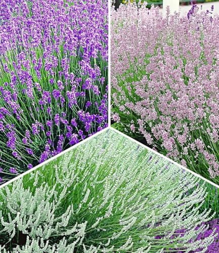 baldur-garten-winterharte-stauden-lavendel-mix-9er-set-im-9x9-cm-topf image 6