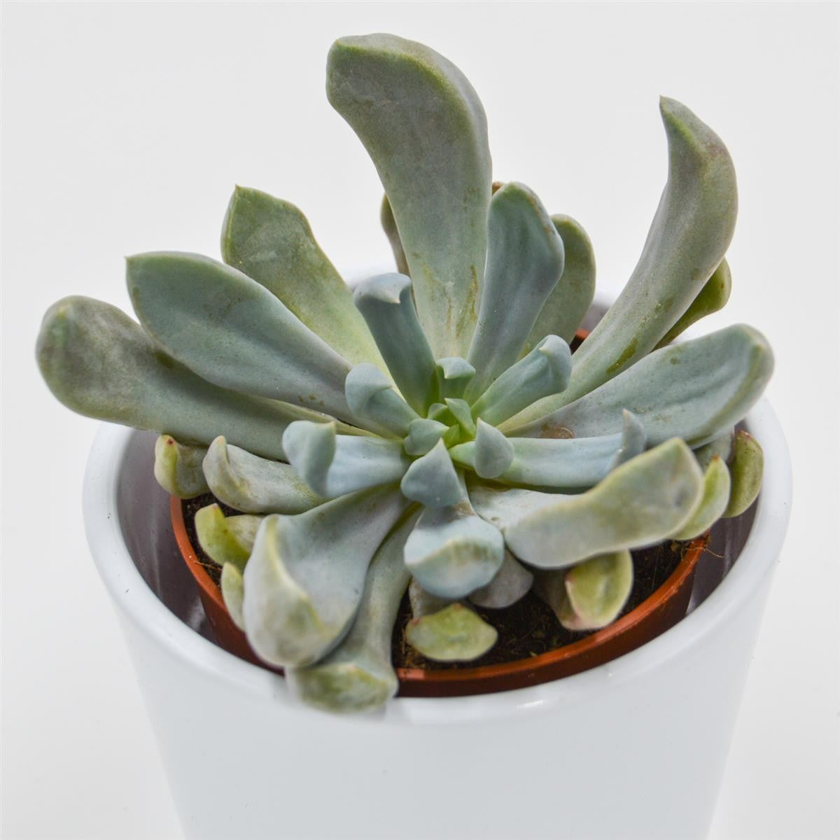 pasiora-x-graptoveria-lilac-spoons-sukkulente-8-5cm image 4