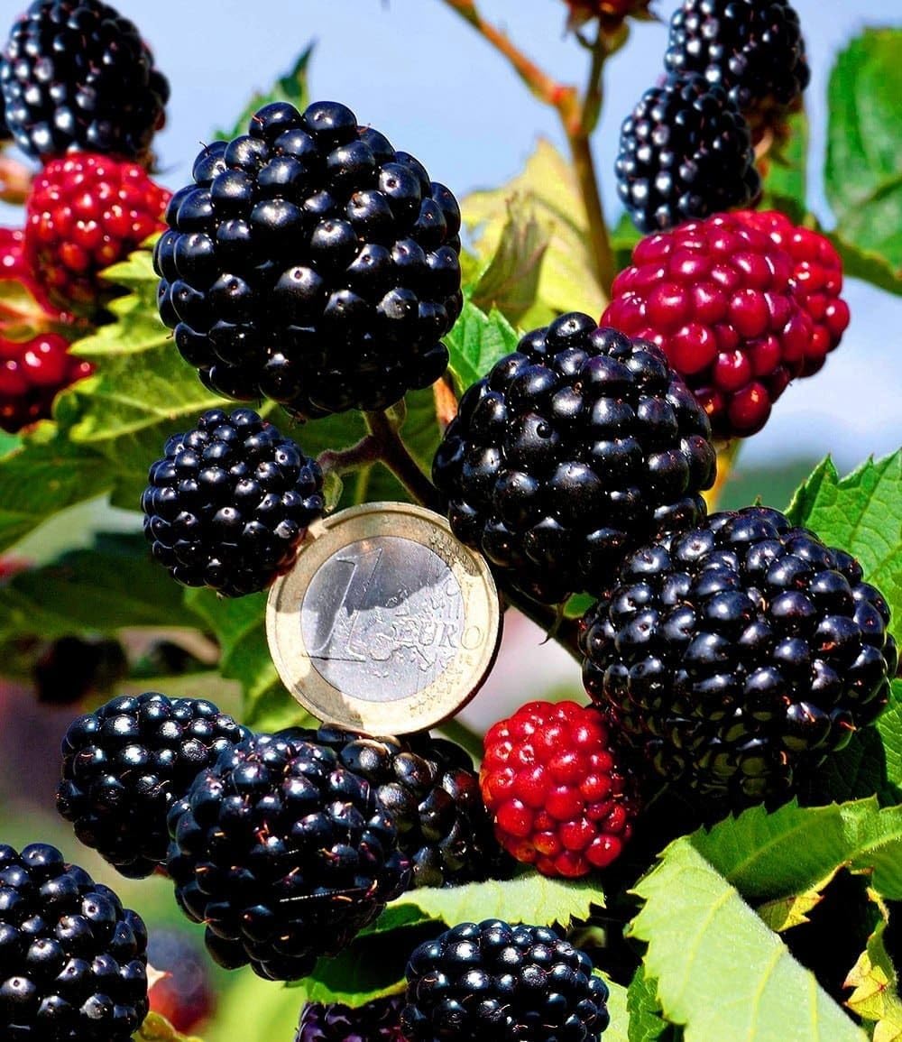 baldur-garten-zuckerbrombeere-asterina-2-liter-topf-stachellos image 1