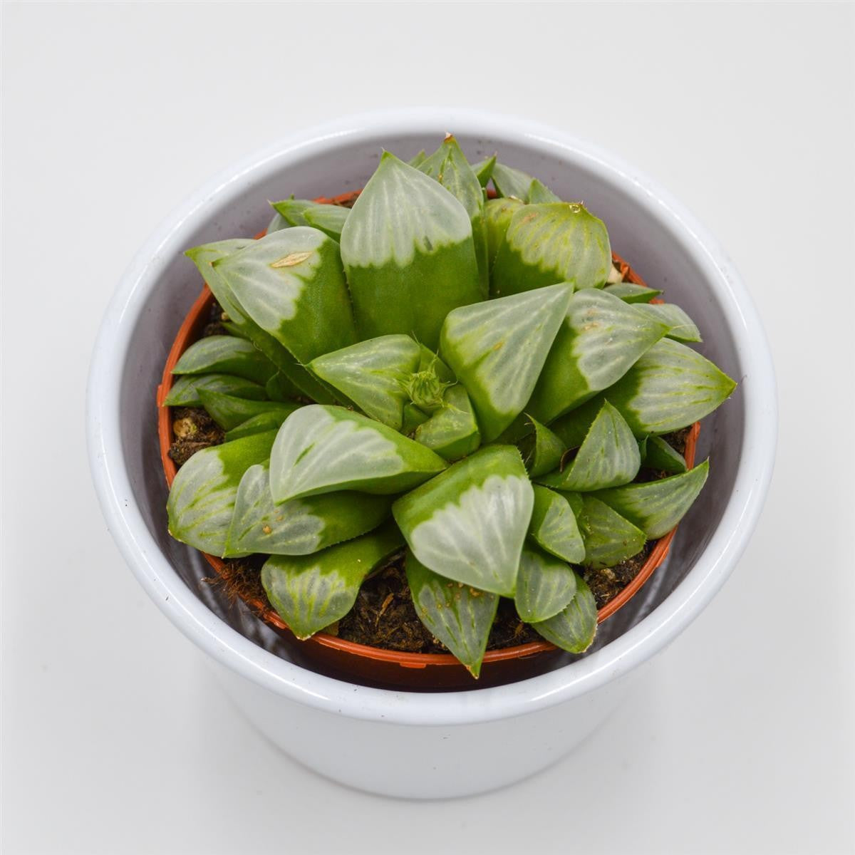 pasiora-haworthia-retusa-ssp-white-sukkulente-8-5cm image 2