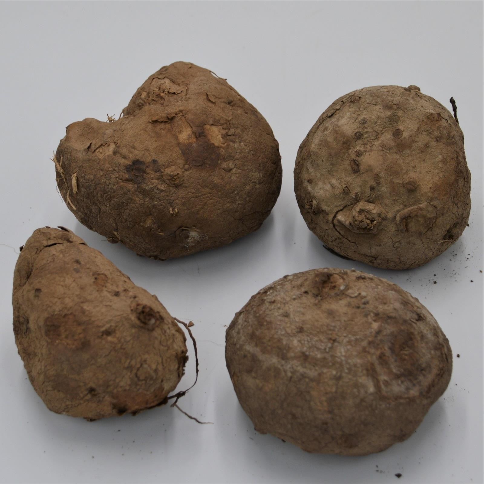 pasiora-stephania-erecta-caudex-knolle-7-9cm image 2